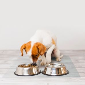 P-Tex Anti-Microbial Pet Station Mat for Hard Floors - 36